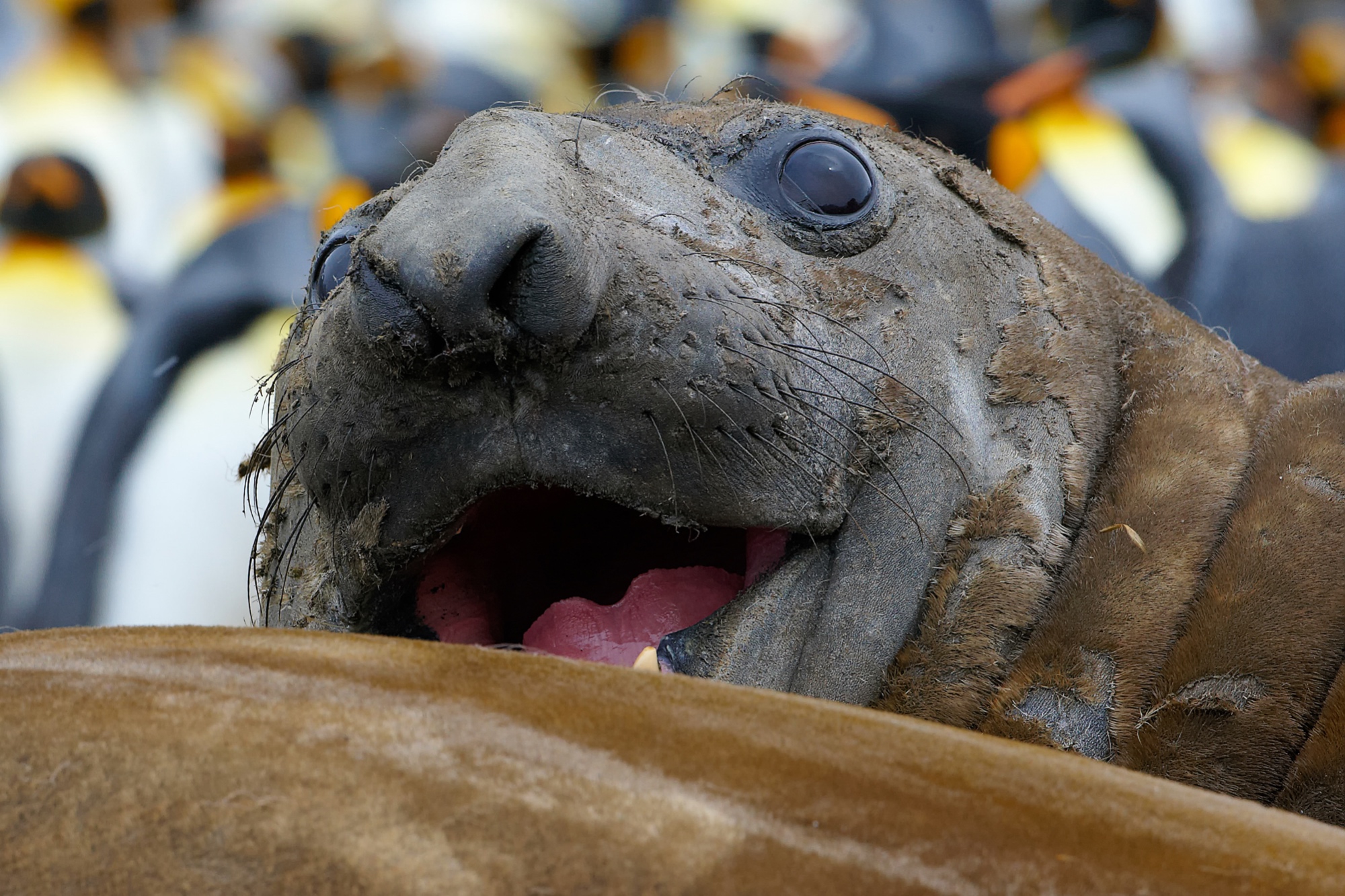 neugieriger Seeelefant,  St. Andrews Bay